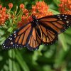 Free Seed Packet from National Wildlife Federation
