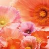 Free Poppy & Barley Scent by Jo Malone