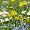 Free Wildflower Seed Packet
