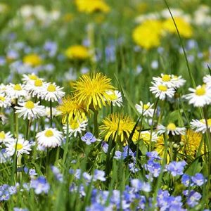 Free Wildflower Seed Packet