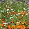 Free Wildflower Seeds
