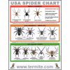 Free Spider Identification Chart