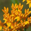 Free Milkweed Seeds