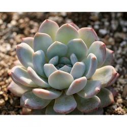 Free Plants, Just Pay Shipping