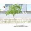 Free Street Tree for LA