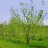 Free American Chestnut Tree Seed